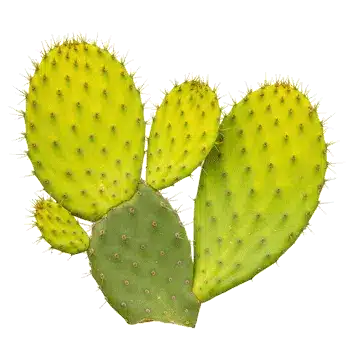 Ekstrakt z łodygi kaktusa (nopal) 10:1