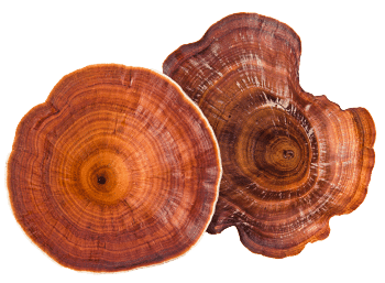 Grzyb Reishi
