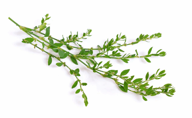 Ekstrakt z rdestu ptasiego