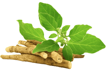 Ekstrakt z ashwagandhy