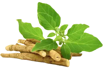 Proszek ashwagandha