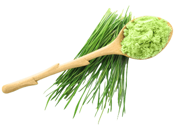 Proszek z trawy jęczmiennej