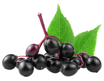 Ekstrakt z czarnego bzu