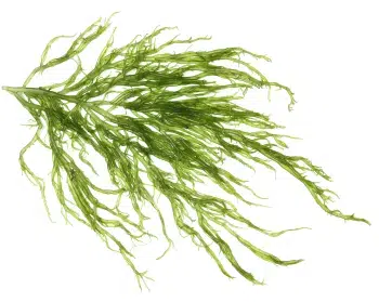 Ekstrakt z alg Kelp