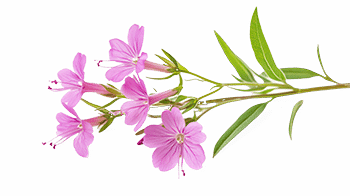 Wyciąg z wierzby pospolitej